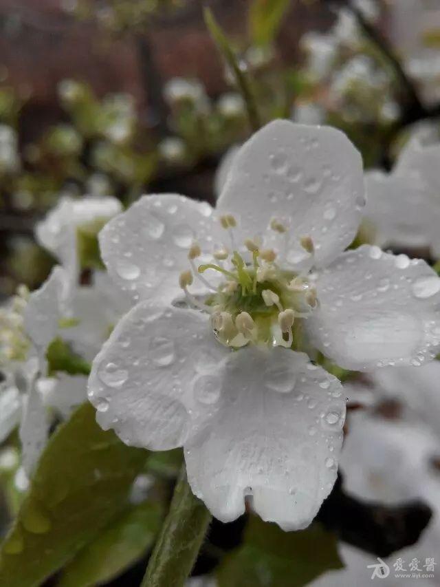 梨花带雨