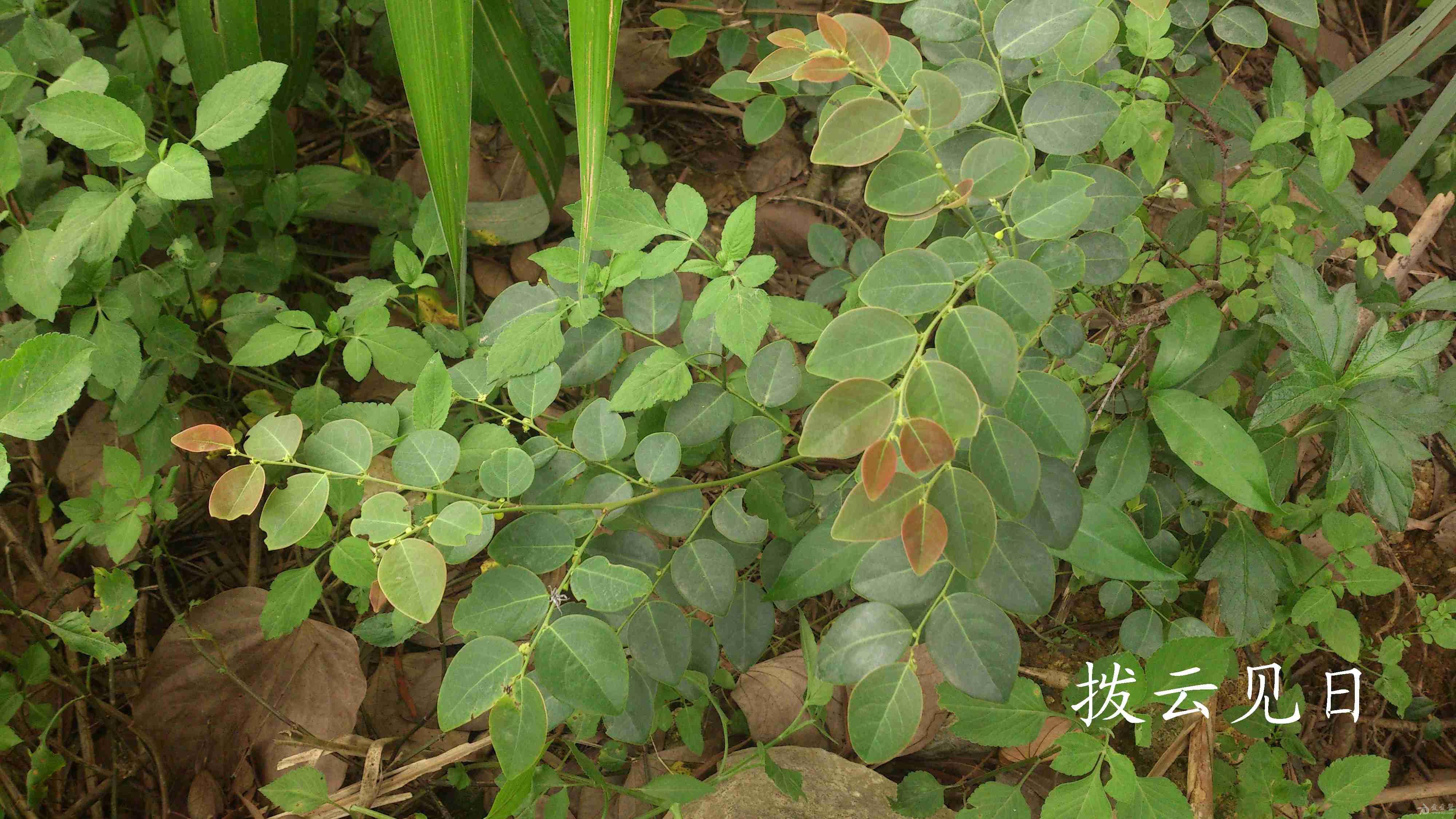 草药一览 楼主 发表于 2015-4-3 18:34|显示全部楼层 鬼画符