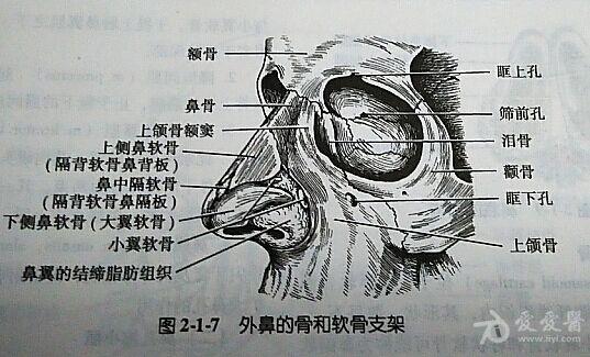 解剖基础1外鼻