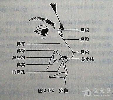 解剖基础1外鼻