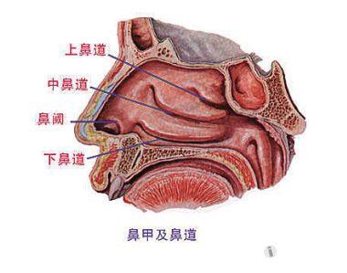 10鼻甲及鼻道.jpg