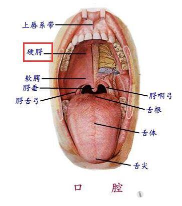 16硬腭.jpg