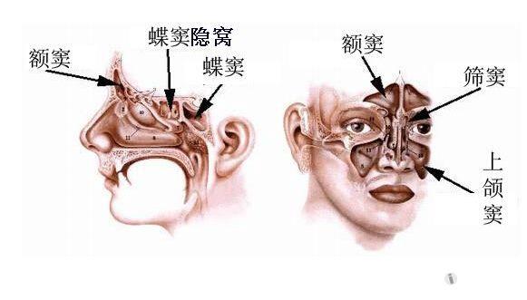 解剖基础3鼻窦