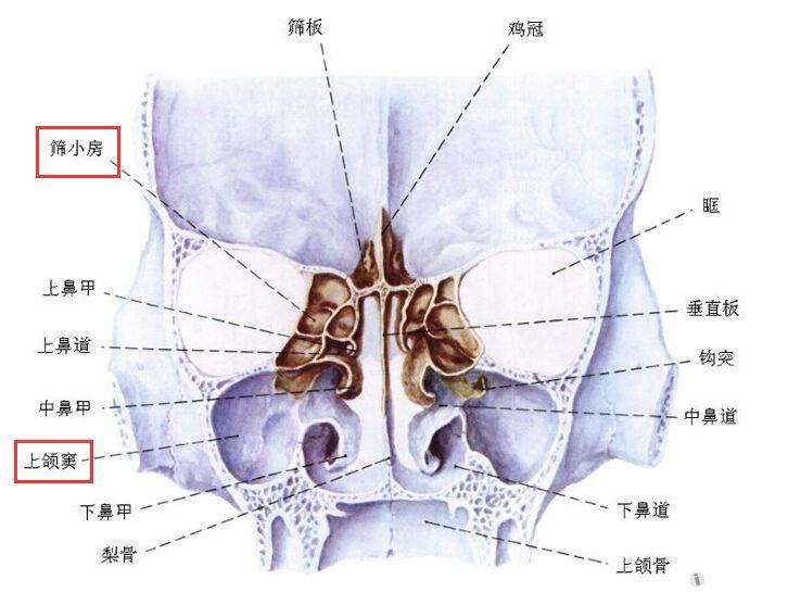 解剖基础3鼻窦