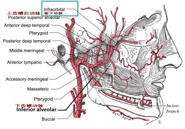 解剖基础4鼻腔血管