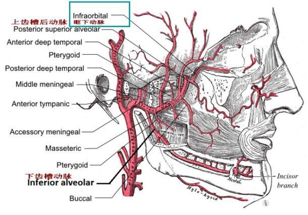 13眶下动脉2.jpg