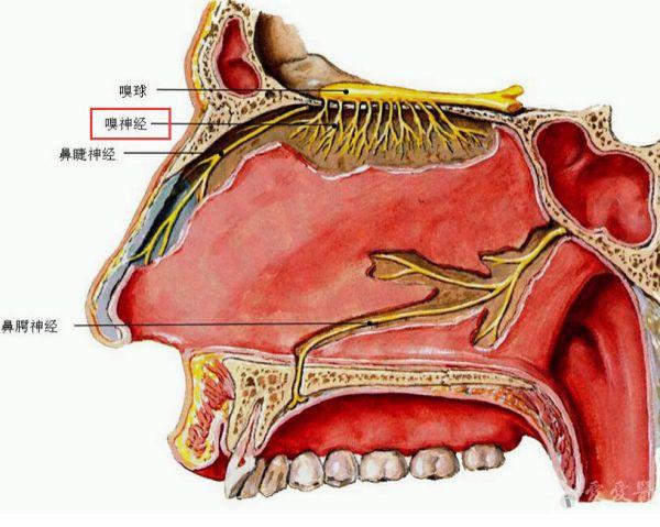 解剖基础5—鼻腔神经