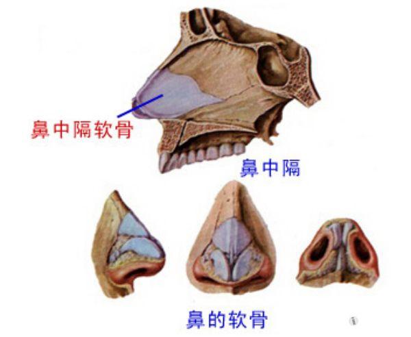 解剖基础6鼻软骨支架