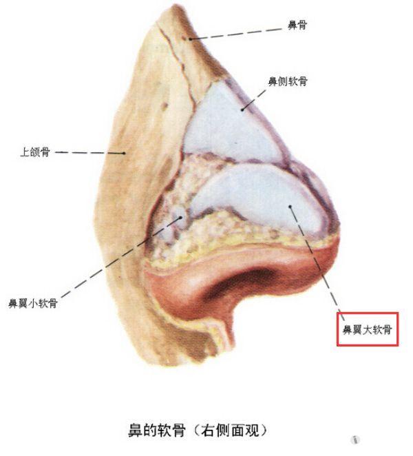 解剖基础6鼻软骨支架