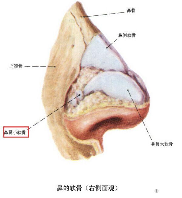 解剖基础6鼻软骨支架