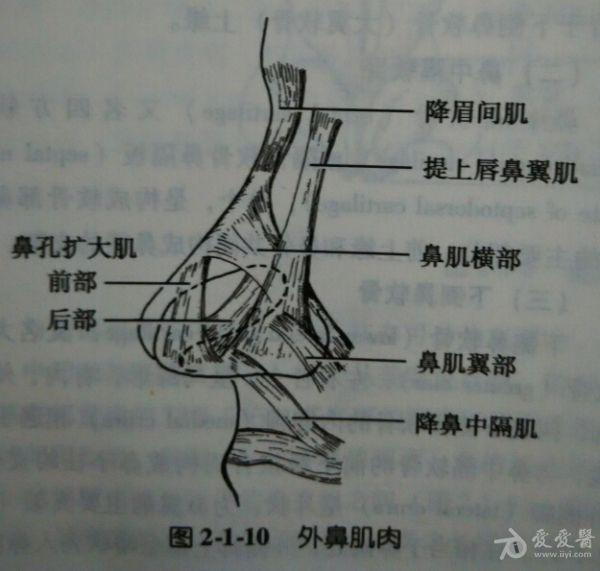 解剖基础7外鼻肌肉