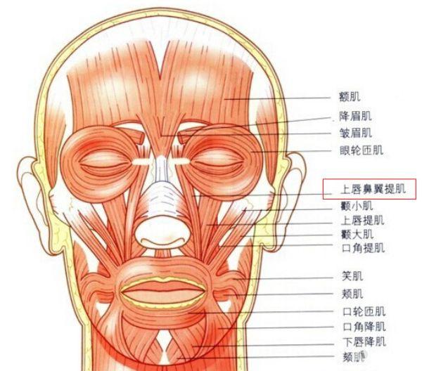 7提上唇鼻翼肌2.jpg