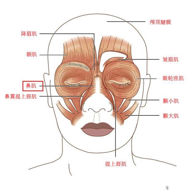 解剖基础7外鼻肌肉