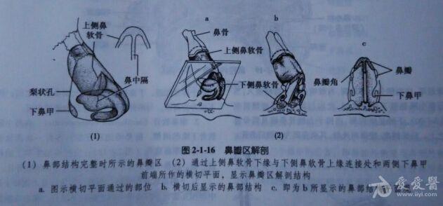 解剖基础8—鼻前庭