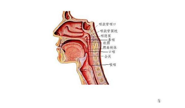 解剖基础9鼻咽