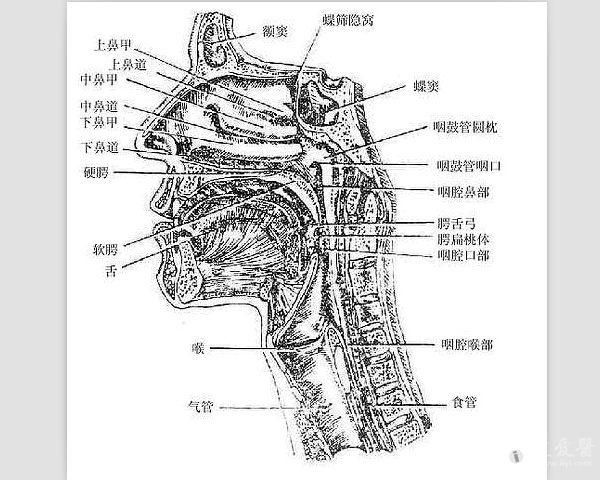 解剖基础10—口咽 耳鼻咽喉-头颈外科专业版 爱爱医医学论坛