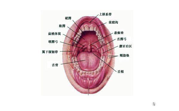 解剖基础10——口咽 - 耳鼻咽喉-头颈外科专业版 - 医