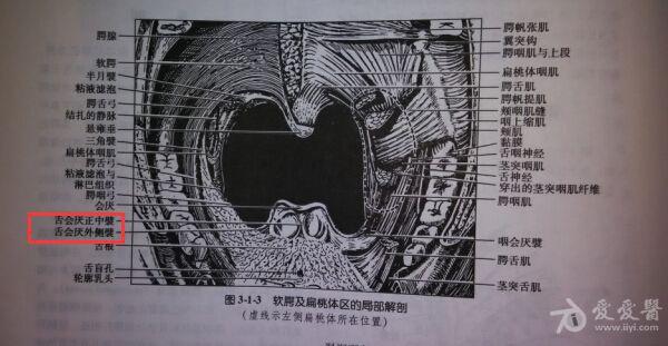 解剖基础10——口咽