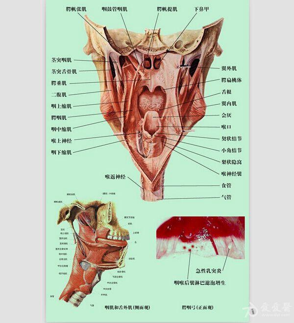 解剖基础11——喉咽