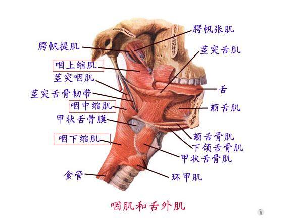 解剖基础12—咽壁的构造 耳鼻咽喉-头颈外科专