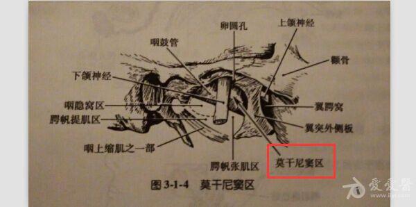解剖基础12咽壁的构造
