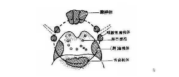 解剖基础14咽淋巴环