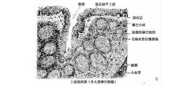 解剖基础16—腭扁桃体