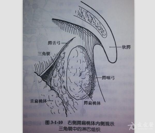 解剖基础16—腭扁桃体