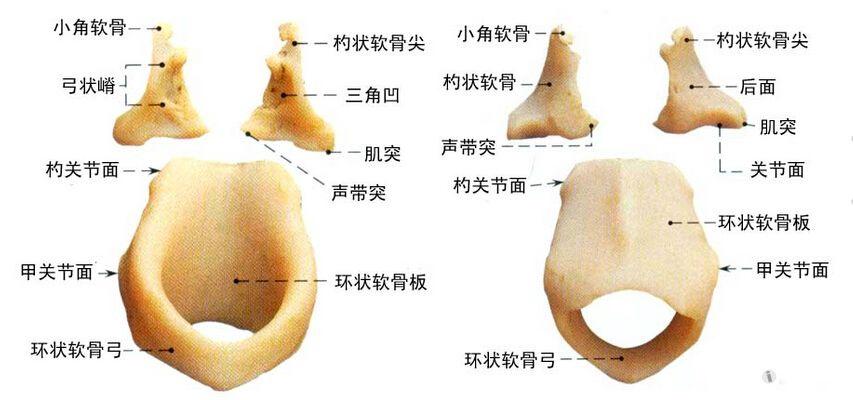 解剖基础17喉的软骨