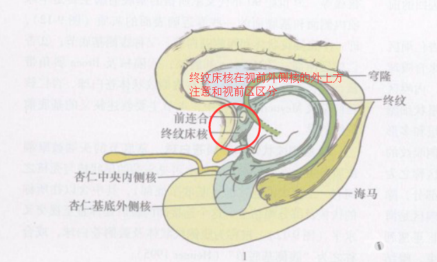 下丘脑研究贴