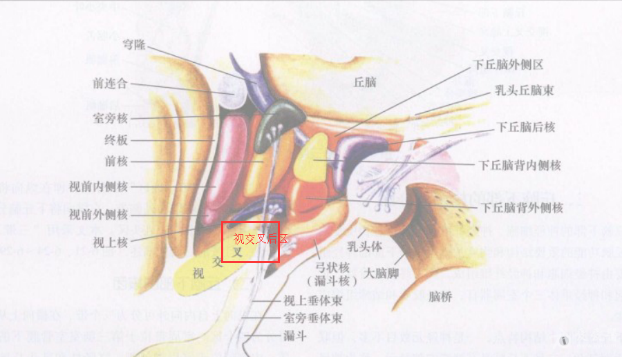 下丘脑研究贴