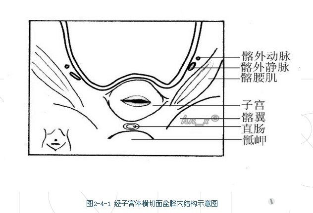 子宫附件的超声图片
