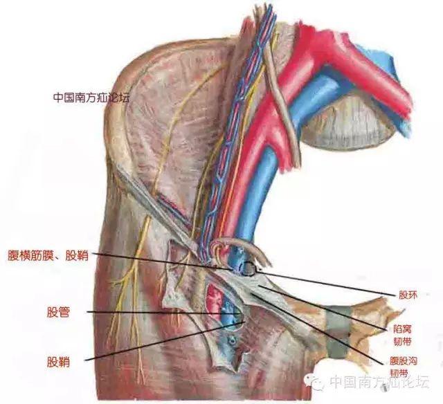 【转帖】再谈股疝