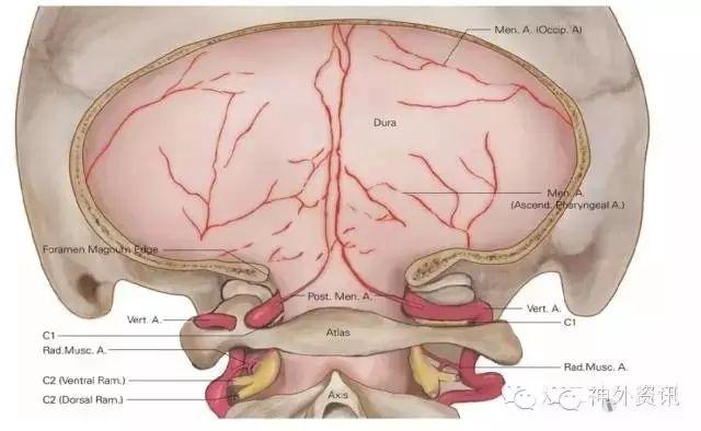 图10 枕骨大孔周围硬脑膜的动脉供血示意图.