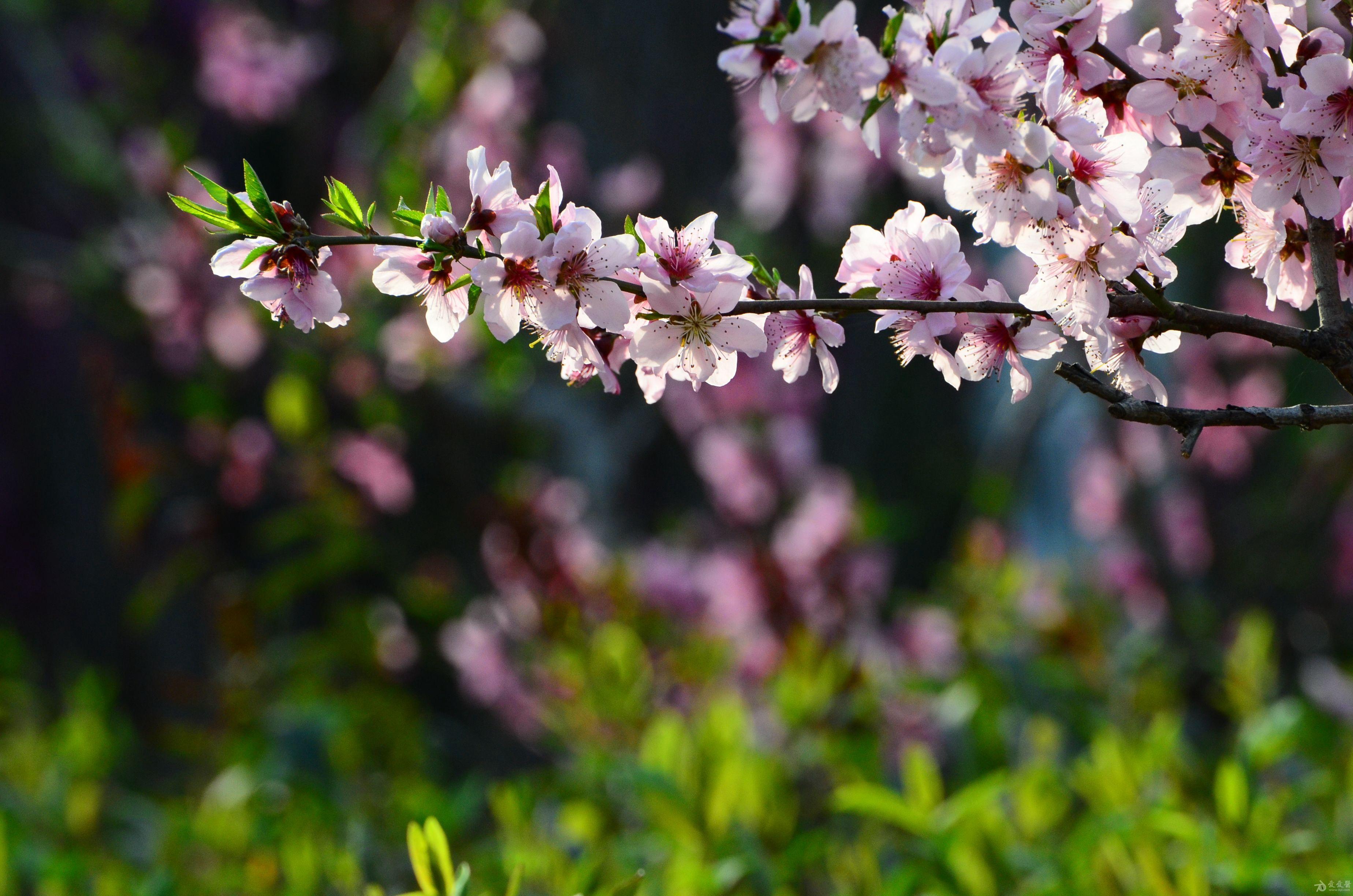 人间四月芳菲尽