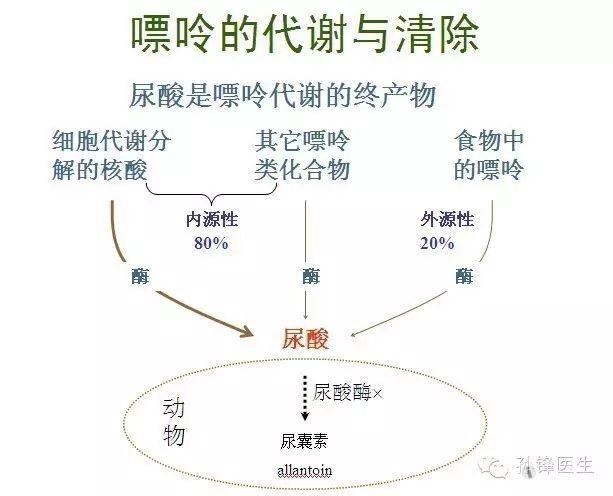 图(5):嘌呤的代谢和清除