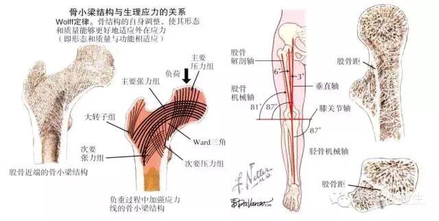 人生最后一次骨折之股骨粗隆间骨折