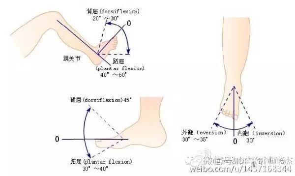 跖屈:脚尖向下踩就是踝关节的跖屈,大约40-50°.