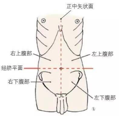 四分法经脐平面和正中矢状面划分腹部(图2).
