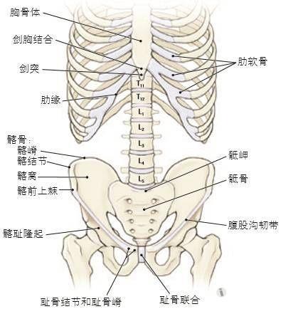 耻骨嵴 ·耻骨结节 ·髂前上棘 ·髂嵴 ·髂结节    解剖指导    腹