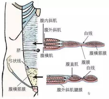 辨认弓状线,该结构位于耻骨联合与脐之间.