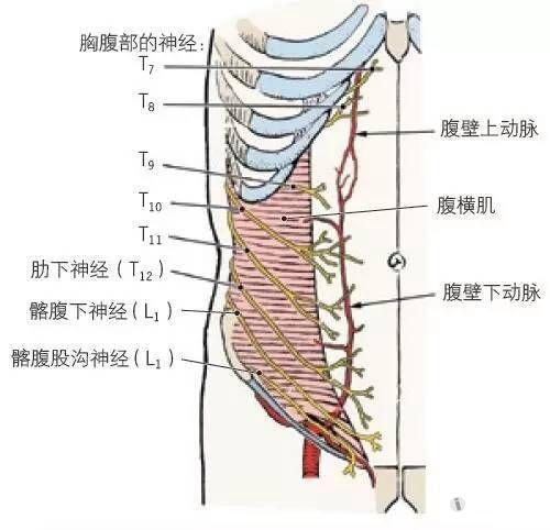 锥状肌附于耻骨前面和白线,向下牵拉白线 8.