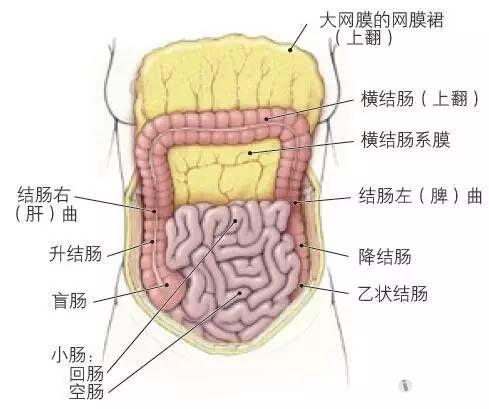 降结肠—自左上腹延伸至左下腹. ·乙状结肠—位于左下腹,于第3骶