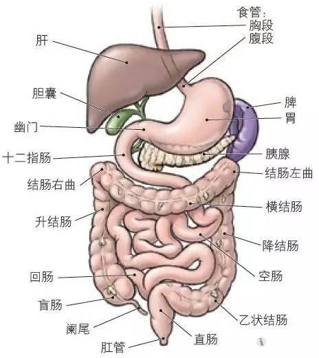 图4.19 腹腔脏器.部分横结肠及大网膜已移除