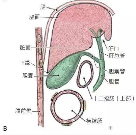 手把手教你学习腹部解剖