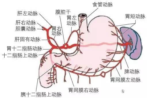 沿胃网膜右动脉向右追踪可见该动脉发自肝总动脉来源的胃十②指肠动脉