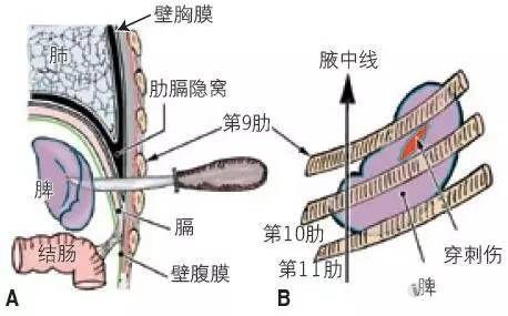 手把手教你学习腹部解剖