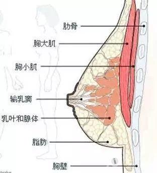 乳房结构示意图(图片来自网络)