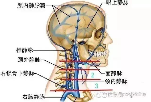 精选人体高清解剖图 普外科讨论版 爱爱医医学论坛