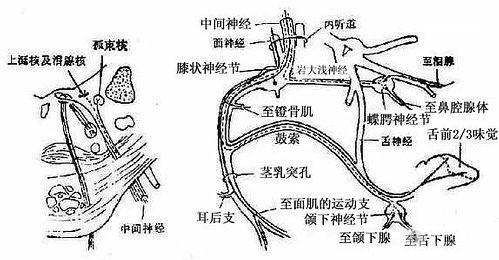 植物神经功能检查 www.iiyi.com